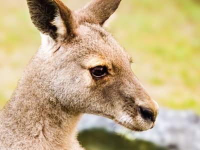 eastern grey kangaroo - De Zonnegloed - Animal park - Animal refuge centre 